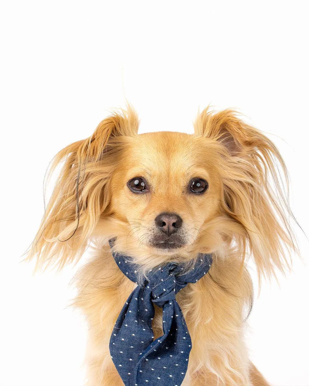 Classic Necktie