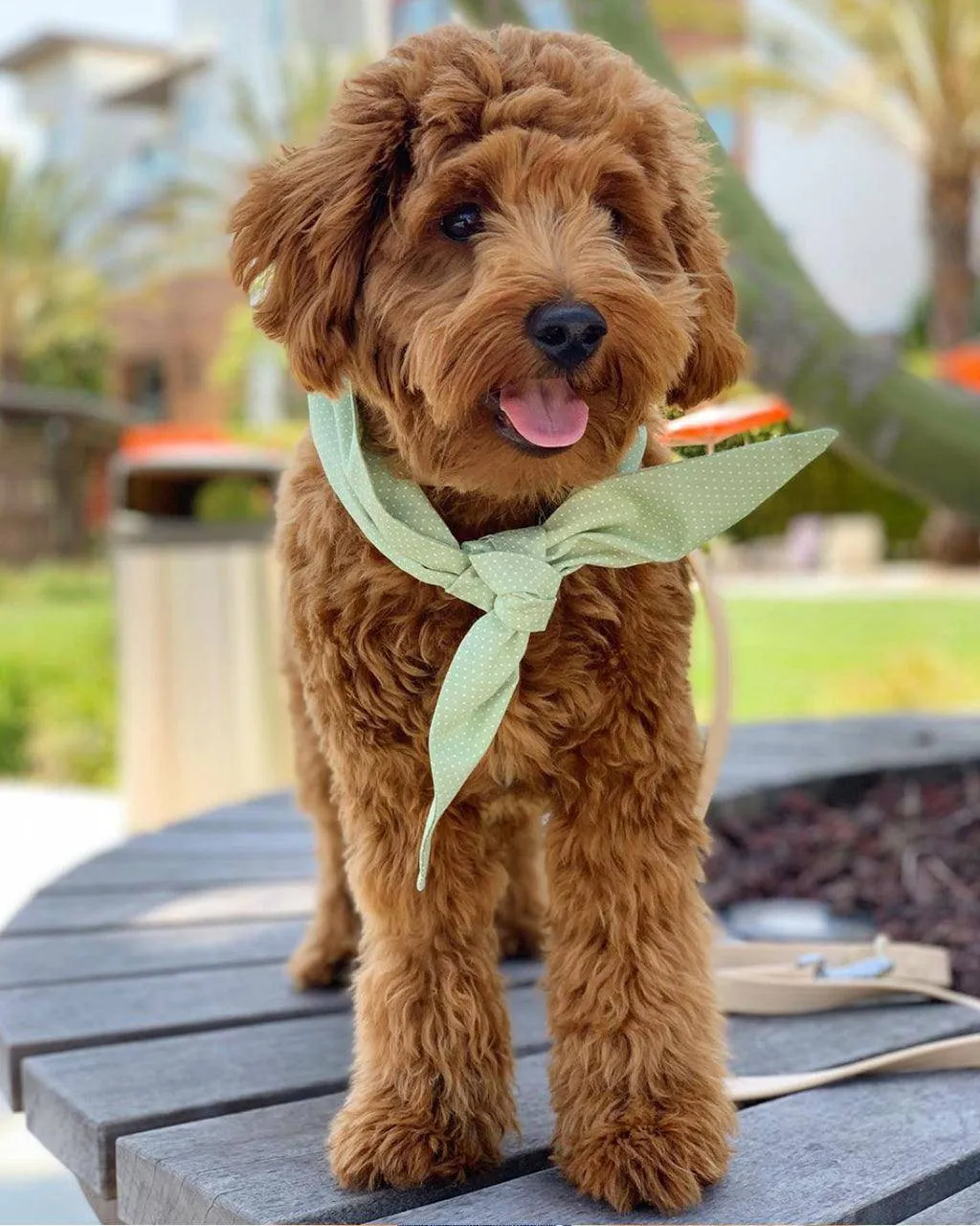 Classic Necktie